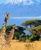 Kenia, Africa